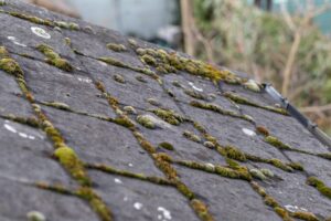 mold on roof